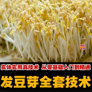 自学发豆芽技术资料豆芽加工制作方法教学 培育豆芽商用视频教程