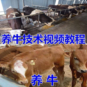 养牛养羊视频教程疾病防治挤奶牛场建设放牧饲养猪技术全套发育